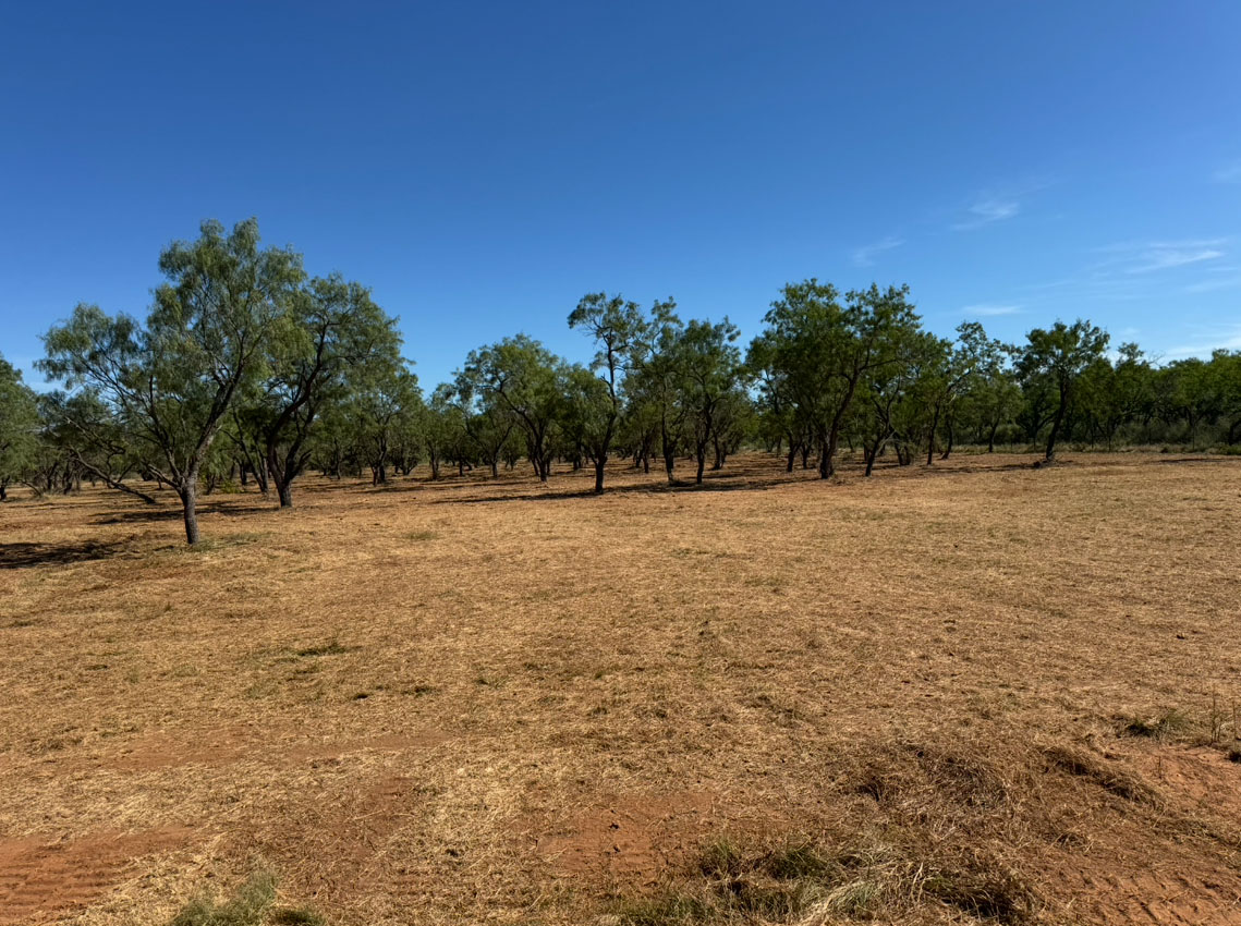 Land clearing in progress on a Central Texas lot