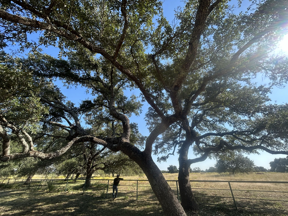 Professional tree trimming and limb removal on a property