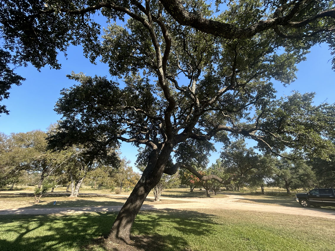 Tree removal with heavy equipment on a residential lot