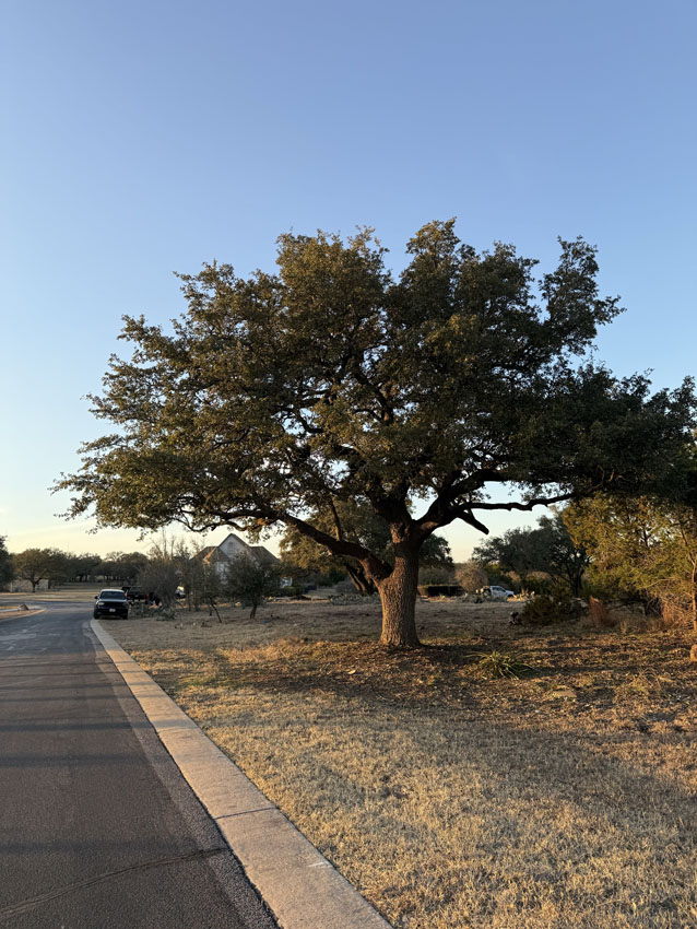 Tree trimming and brush clearing in Central Texas